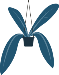 hanging plant illustration